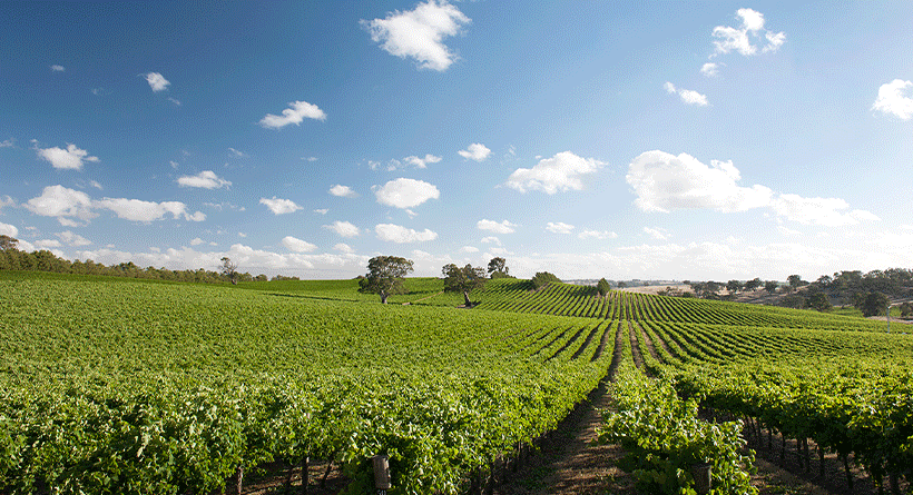 Irvine Wines Vineyard